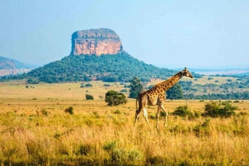 A giraffe walking in a grassy field with a large rock formation in the background. 4
