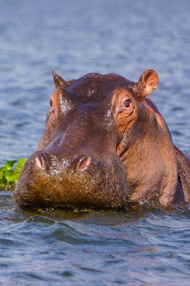 A hippopotamus partially submerged in water. 3