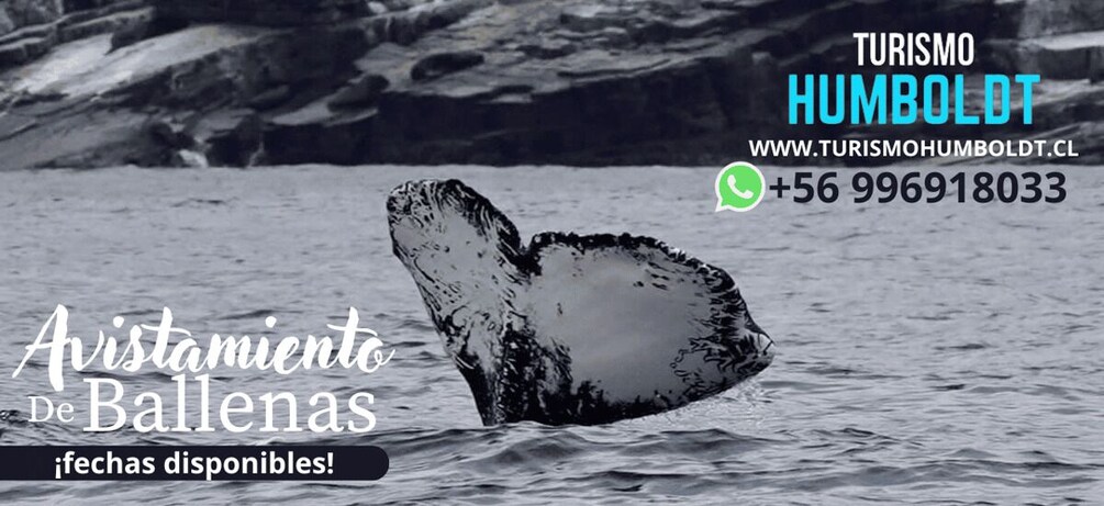 Picture 3 for Activity Full Day Whale Watching Marine Reserve Isla Chañaral 2
