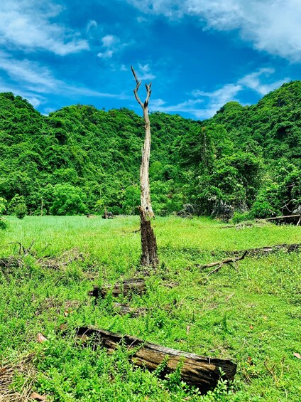 A solitary tree in a lush green field with a dense forest in the background. 3
