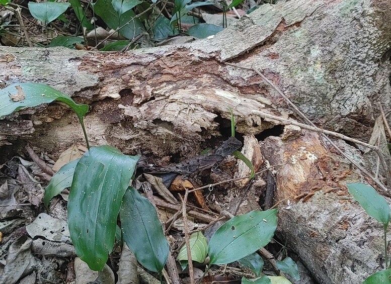 A fallen tree trunk surrounded by green foliage and dry leaves. 2