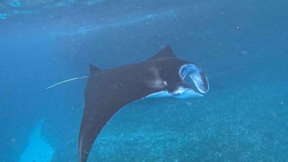 A stingray swimming underwater. 3