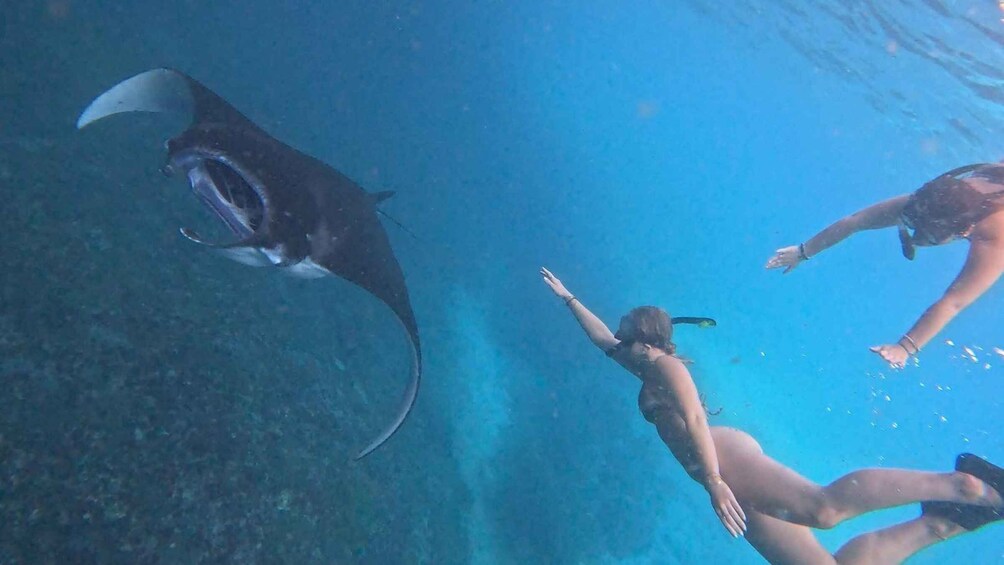 A person swimming underwater with a stingray nearby. 5