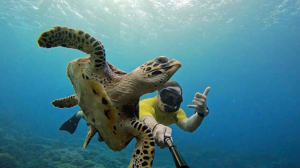 A diver in a yellow shirt interacting with a sea turtle underwater. 1
