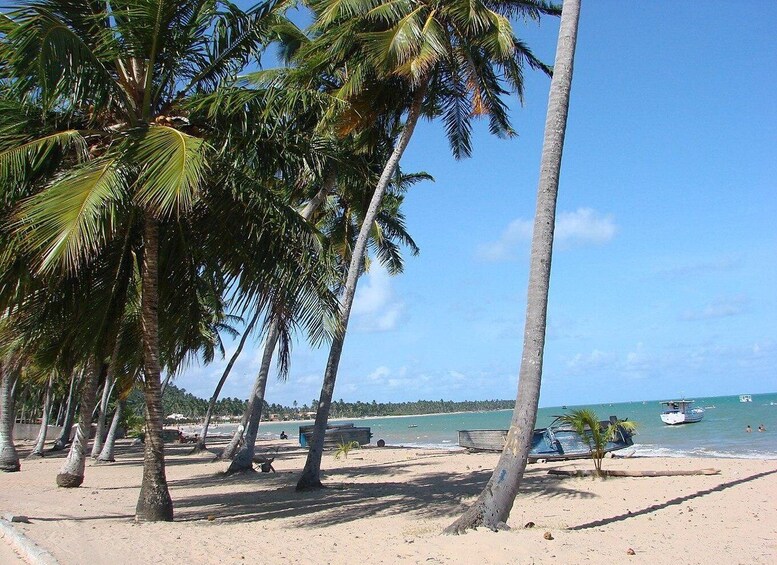A beach with palm trees, a sandy shore, and boats in the water. 3