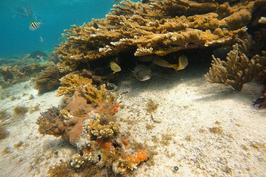 A coral reef with various fish species, including yellow and striped fish, and a sandy ocean floor. 3