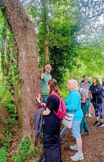 Picture 5 for Activity A Tour of Glastonbury - Guided by the Trees 3