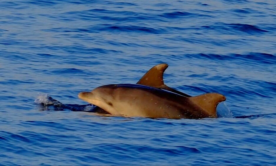 Picture 24 for Activity Dolphin Safari Boat Trip from Marina Funtana 2