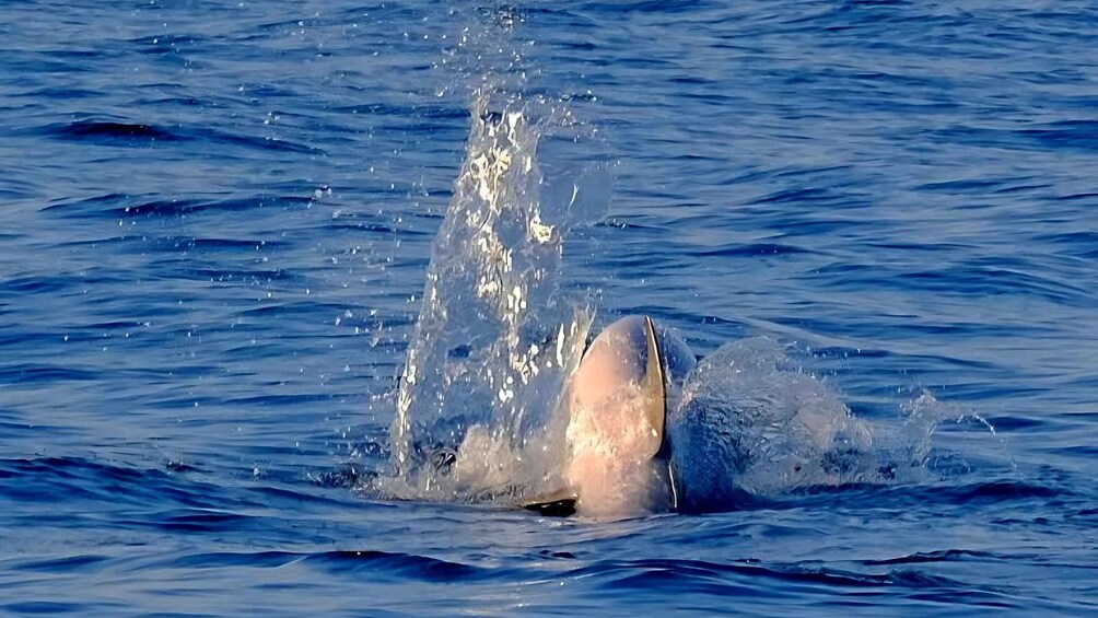 Picture 24 for Activity Dolphin Safari Boat Trip from Marina Funtana 5