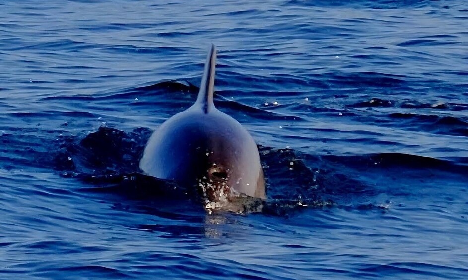 Picture 24 for Activity Dolphin Safari Boat Trip from Marina Funtana 3