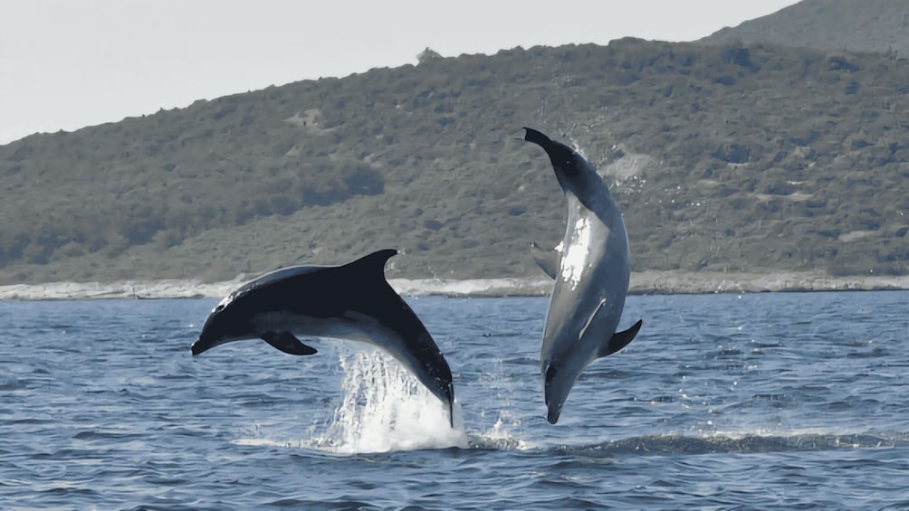 Two dolphins leaping out of the water with a rocky coastline in the background. 1