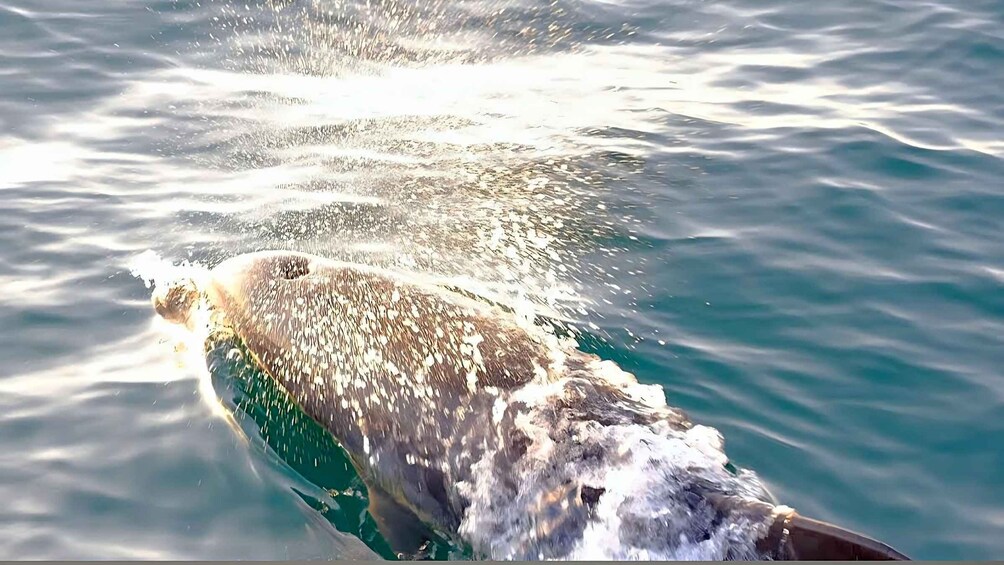 Picture 25 for Activity Dolphin Safari Boat Trip from Marina Funtana 4