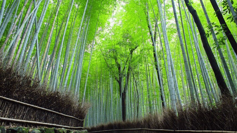 Picture 12 for Activity Kyoto: Arashiyama Early Access Bamboo & Temple Tour 3