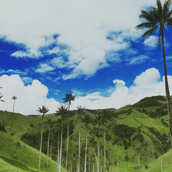 A landscape with green hills, palm trees, and a blue sky with clouds. 3