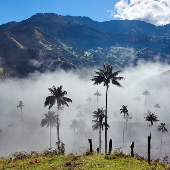A misty mountain landscape with palm trees and a fence. 5