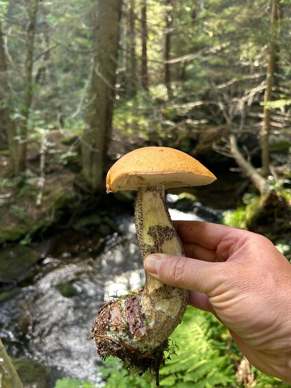 Picture 37 for Activity Sofia: Mushroom Foraging & Wild Food Experience with Dobrin 3