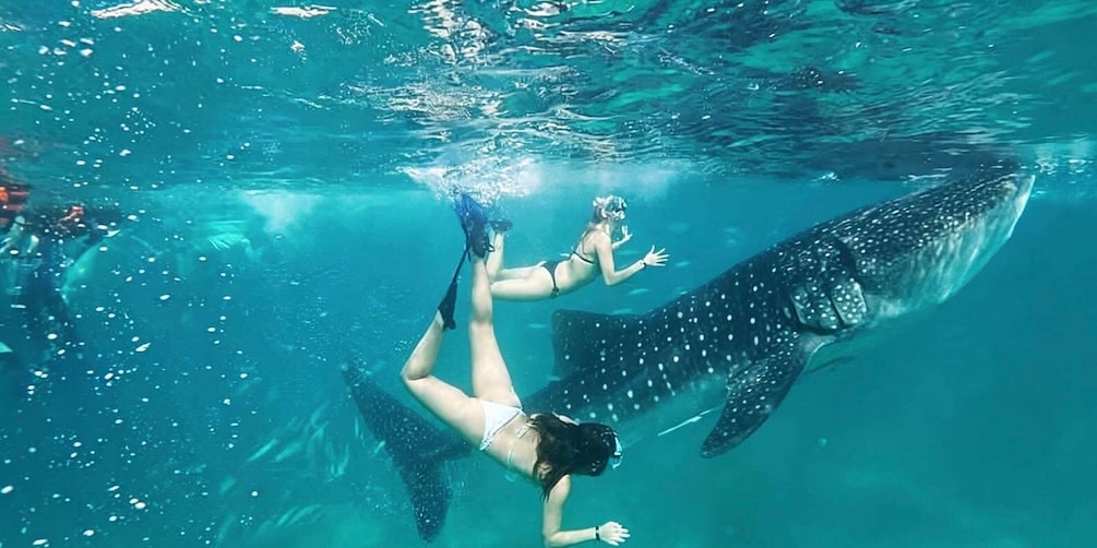 Picture 1 for Activity Cebu: Oslob Whale Sharks, Kawasan Fall & Moalboal Sardines 2