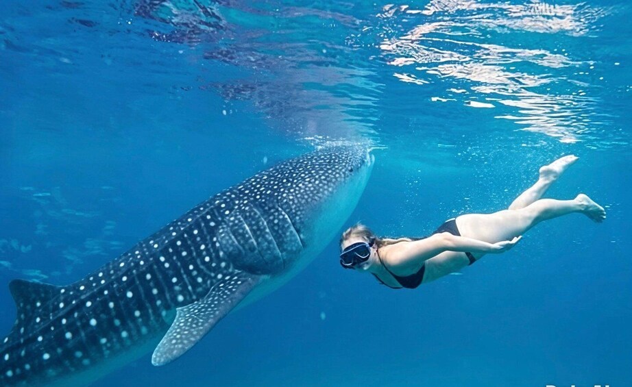 Cebu: Oslob Whale Sharks, Kawasan Fall & Moalboal Sardines 1