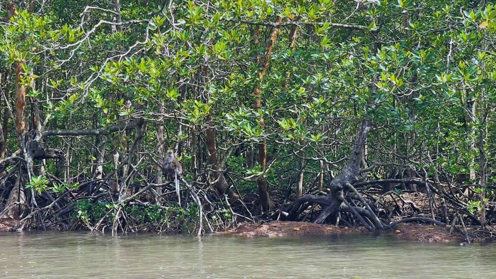 Picture 17 for Activity Langkawi: KILIM Jetski Tour + Snorkeling & Mangrove Walk 5