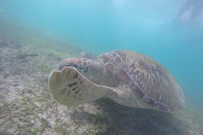 En havskildpadde svømmer under vandet. 3