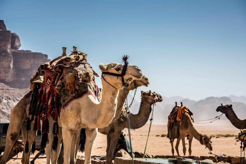 Picture 3 for Activity Wadi Rum: Camel Ride with tea and Bedouin Guide 2