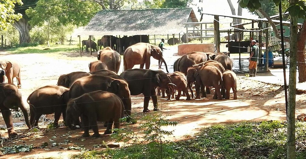 A group of elephants gathered near a building with a corrugated metal roof. 5