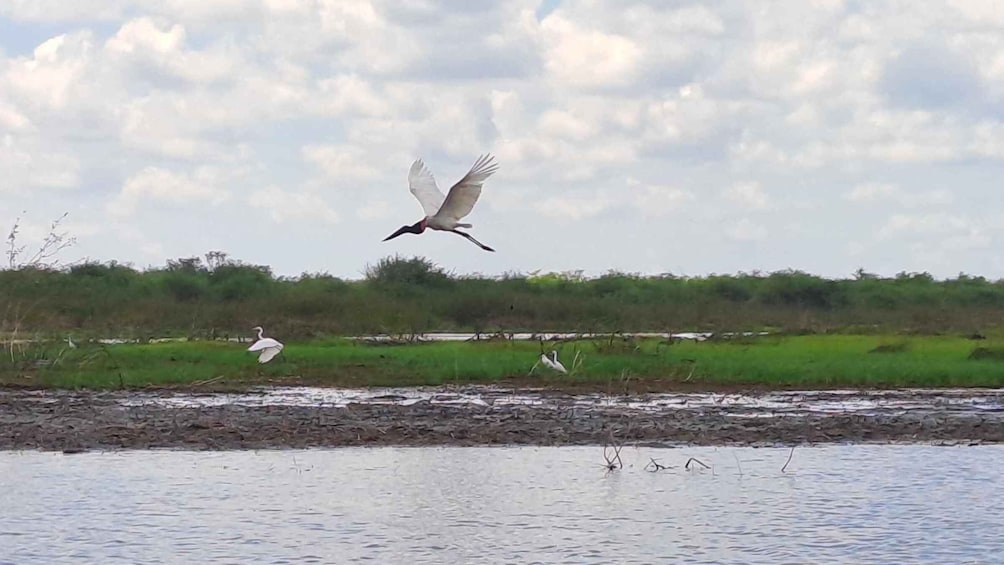 Picture 5 for Activity Wings of Belize: Crooked Tree Wildlife Adventure 2