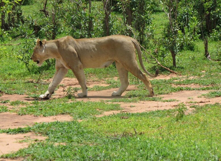A lion walking on a dirt path in a grassy area with trees in the background. 1