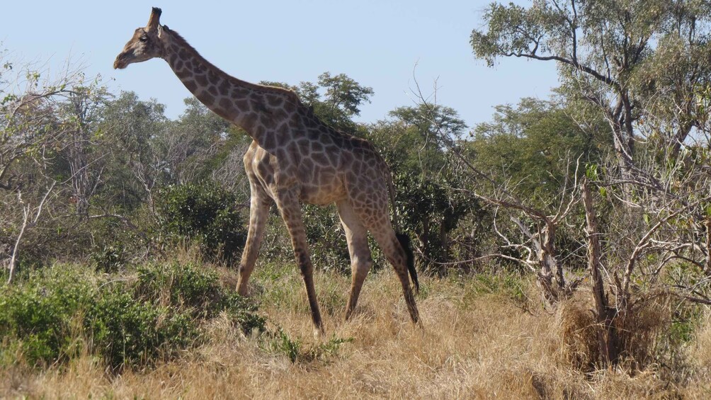 A giraffe walking through a dry grassland with sparse trees. 5