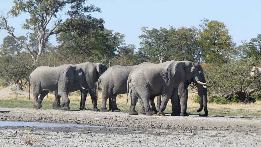 A group of elephants walking along a dirt path in a natural setting with trees in the background. 2