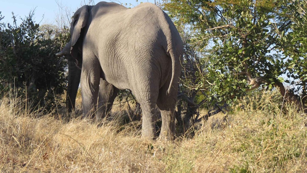 An elephant standing in a grassy field with trees in the background. 4
