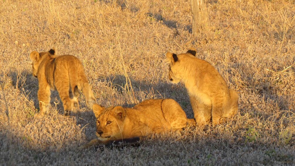 A lion resting in a grassy field with two cubs nearby. 3