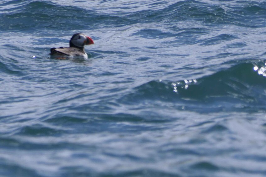 A puffin swimming in the ocean. 3