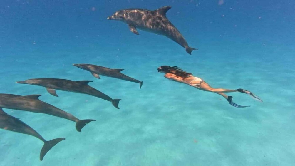 A person swimming with dolphins in clear blue water. 4