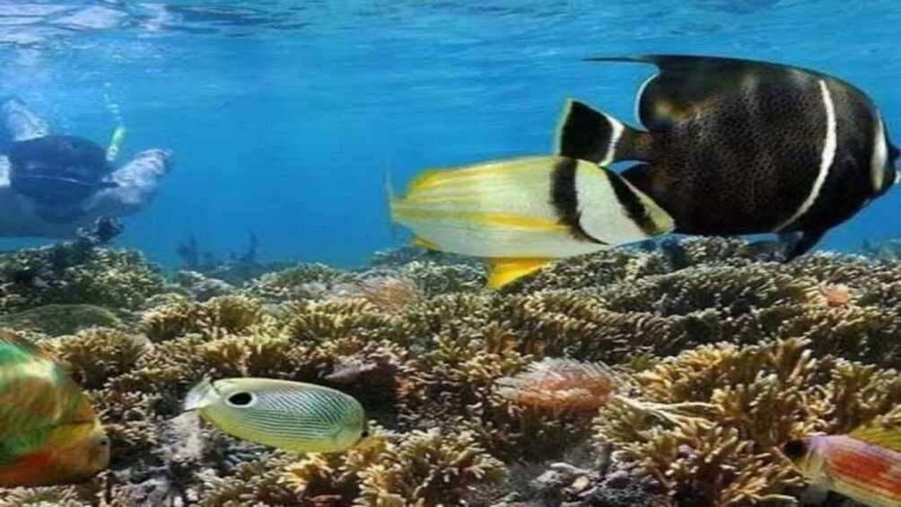 A coral reef with various fish species, including a yellow and black striped fish, a greenish fish, and a black and white spotted fish. 2