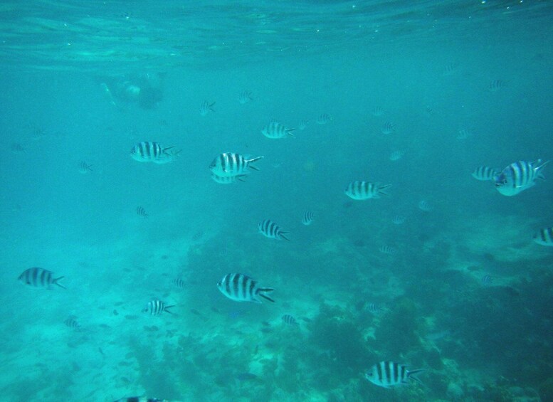 Picture 9 for Activity Zanzibar: Mnemba Island Snorkeling & Dolphin Watching Tour 2