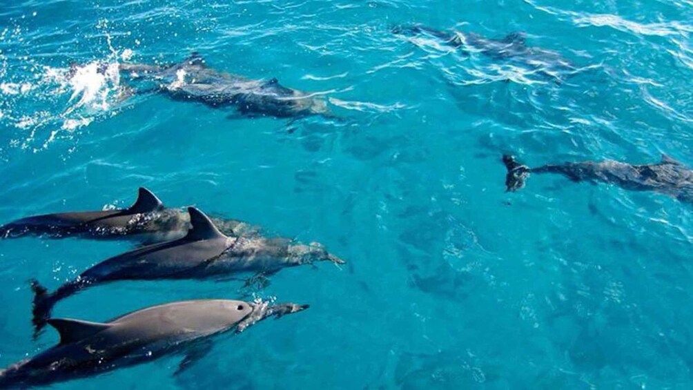 Dolphins swimming in clear blue water. 3
