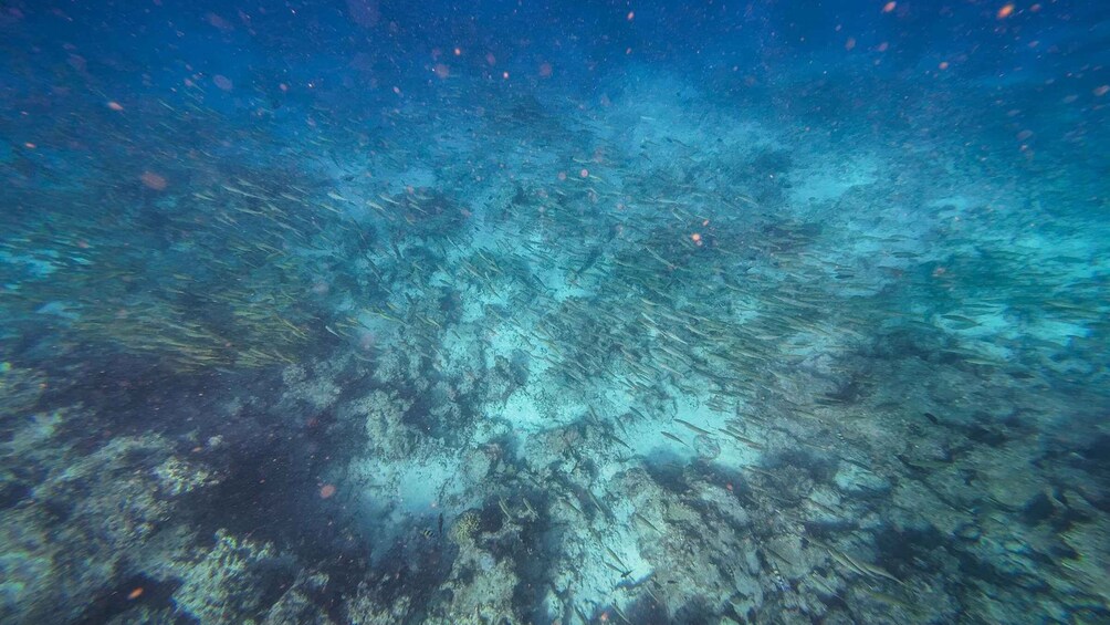 Picture 10 for Activity Zanzibar: Mnemba Island Snorkeling & Dolphin Watching Tour 4