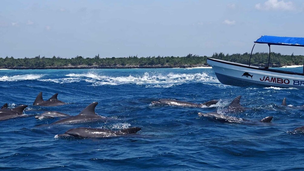 Picture 12 for Activity Zanzibar: Mnemba Island Snorkeling & Dolphin Watching Tour 3