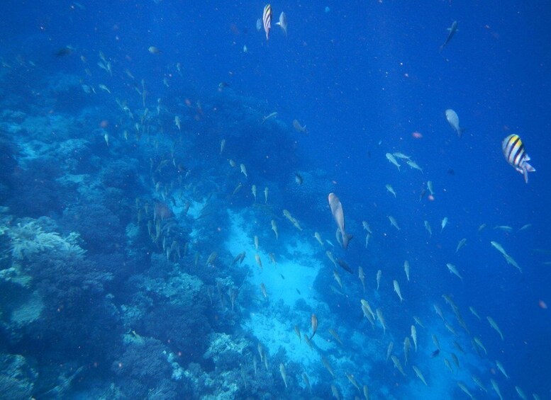 A school of fish swimming in the ocean. 5