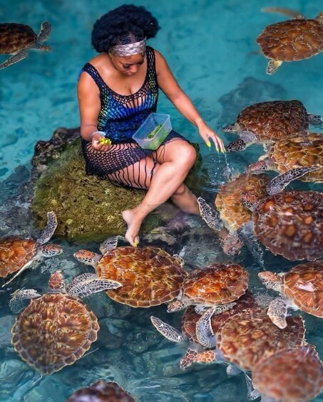 A person feeding sea turtles in a pool. 2