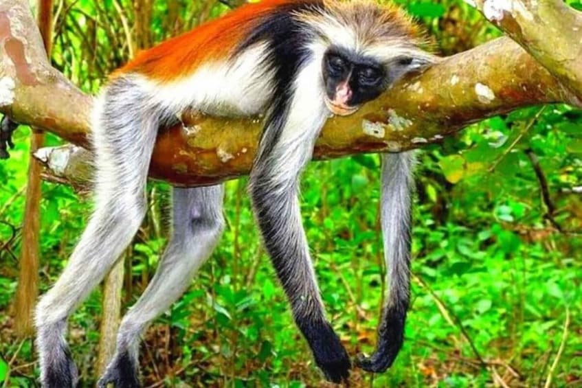 A monkey with white and orange fur clinging to a tree branch in a green forest. 4