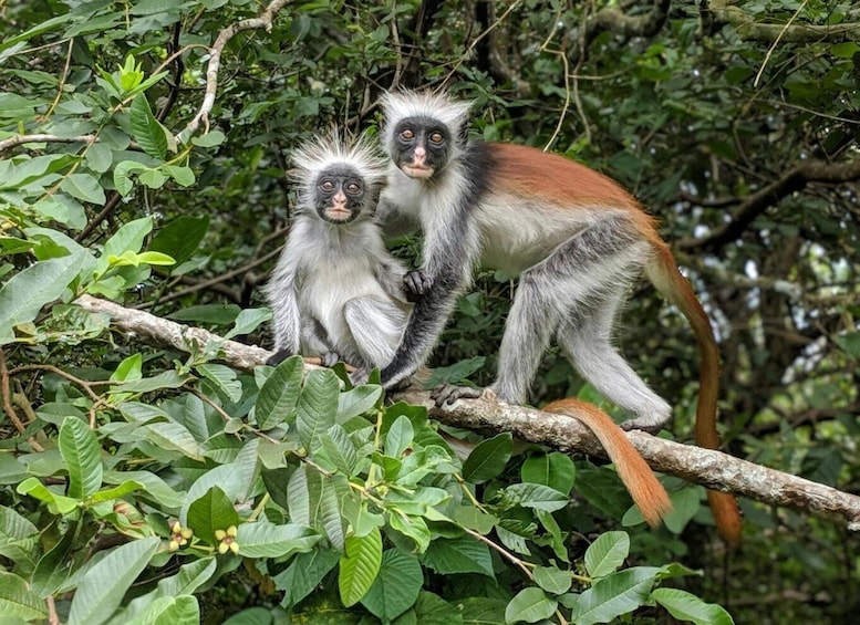 Two monkeys on a tree branch surrounded by dense green foliage. 5