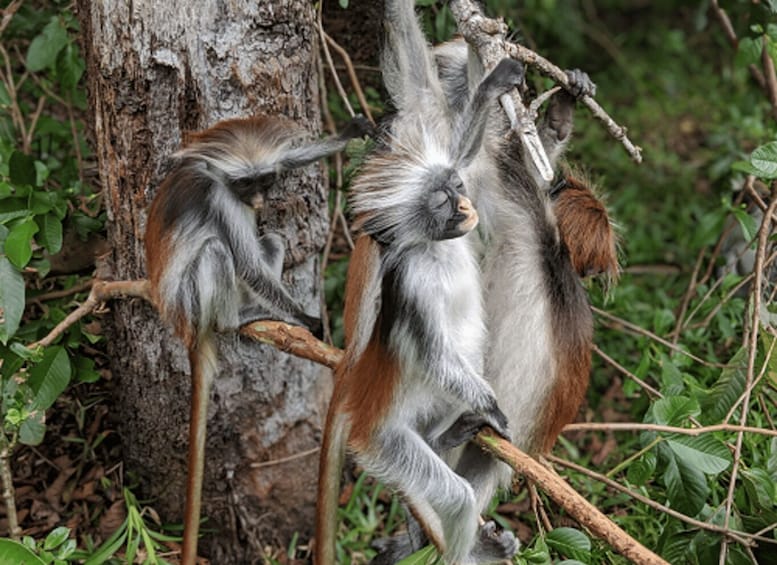 Two monkeys clinging to tree branches in a forested area. 2
