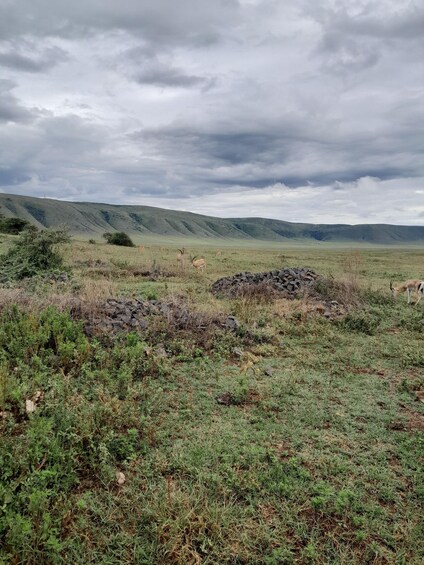 Un campo cubierto de hierba con arbustos dispersos y una estructura de piedra. 4