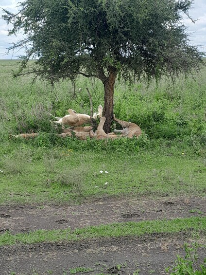 Un árbol con tronco grueso y follaje escaso en un campo cubierto de hierba. 2
