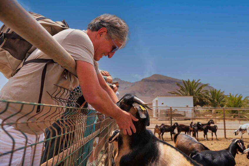 A person interacting with a goat in an outdoor enclosure with other goats and a mountainous background. 4