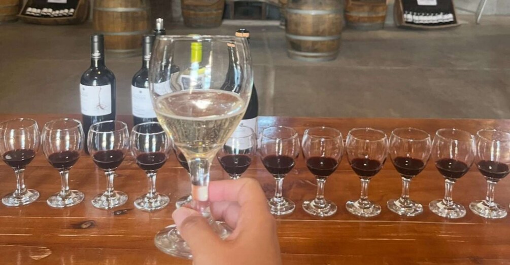 Picture 2 for Activity From Mendoza: Winery, Chocolate Factory, Distillery, and Olive Farm Tour 5