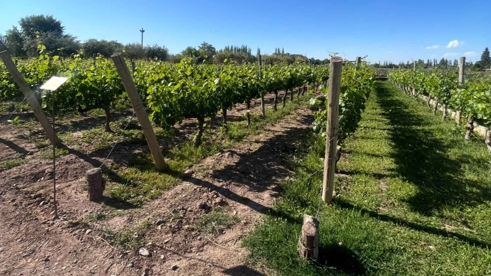 Picture 6 for Activity From Mendoza: Winery, Chocolate Factory, Distillery, and Olive Farm Tour 4