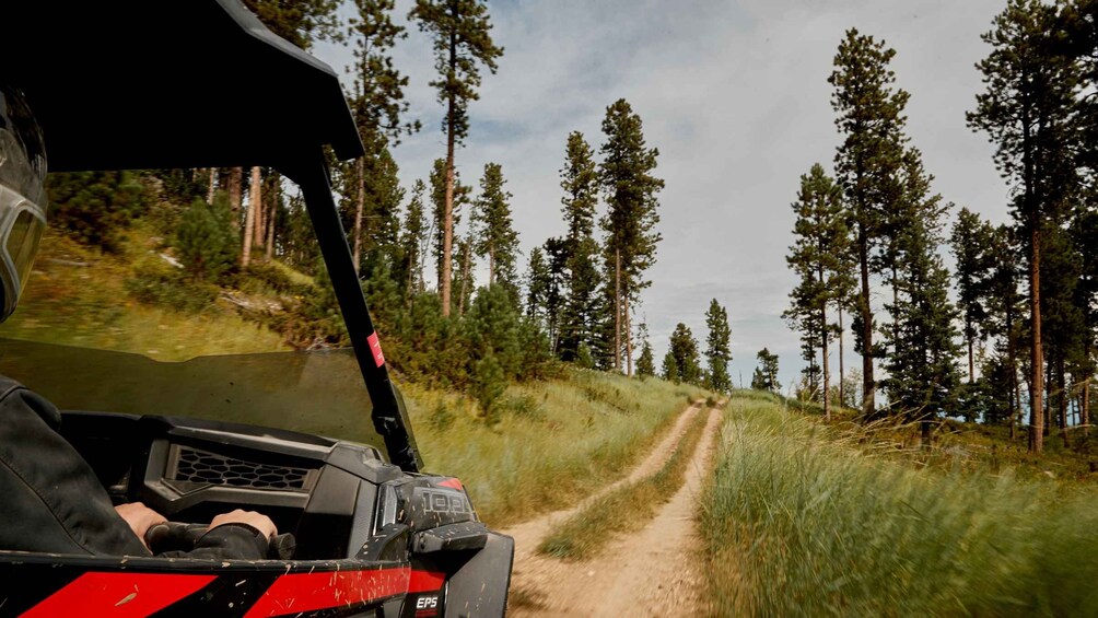 A vehicle on a forest trail with tall pine trees. 2